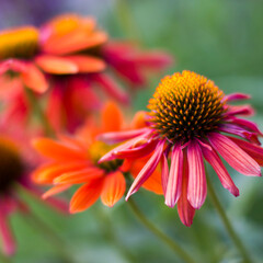 echinacea purpurea - coneflowers in the garden - soft focus