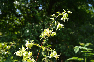 Silene baccifera (Silene baccifera)