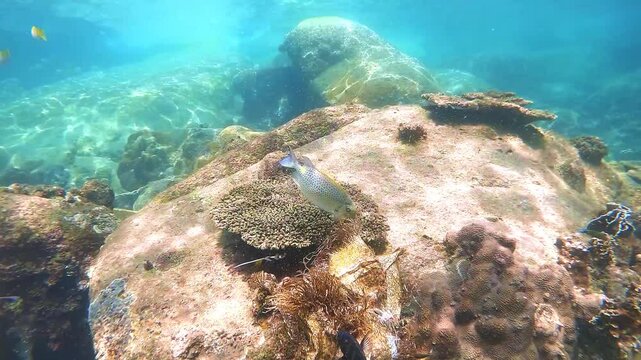 A rabbitfish (Siganidae) nibbles on plastic waste entangled in algae on a coral reef. This highlights marine pollution and the risk of plastic ingestion in fish consumed by humans.