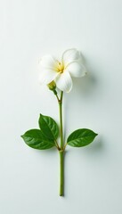 Fototapeta premium A single jasmine flower with its stem and leaves against a simple white background, flower, botanical, jasmine