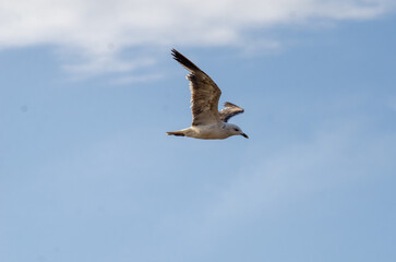 Seagull over a clear blue sky