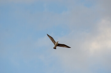 Seagull over a clear blue sky