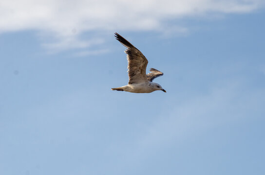 Seagull over a clear blue sky