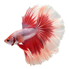 Fototapeta premium Red and White Halfmoon Betta: A vibrant red and white halfmoon betta fish displays its elegant, flowing fins against a clean background.