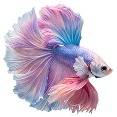 Fototapeta premium Pastel Siamese Fighting Fish: A vibrant Siamese fighting fish with pastel pink, purple, and blue fins displays its elegant form against a clean background.