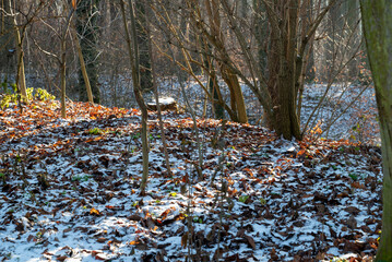 Snow dusting fallen leaves in a peaceful winter forest