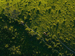 Aerial view of two cows grazing along a dirt path in lush green pastures of Dumesti village, Romania, during the golden hour, showcasing the simplicity and beauty of rural life.