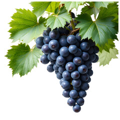 Fototapeta premium Grapes tree Leaves isolated on white background 