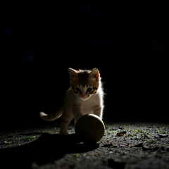 Small Kitten Playing With Ball