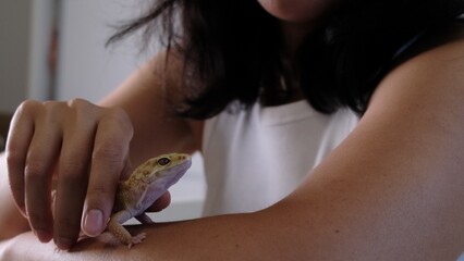A gecko climbs along a person s arm, exploring its surroundings. This symbolizes the interaction between humans and wildlife in domestic environments. © yavdat