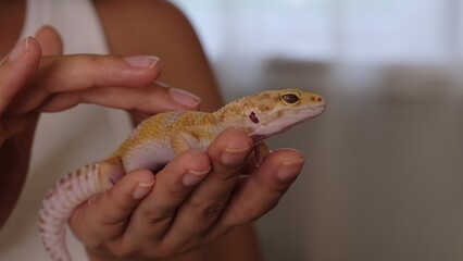 A yellow gecko sits calmly in human hands, showcasing trust and connection. This visual emphasizes the responsibility of handling delicate exotic animals with care.