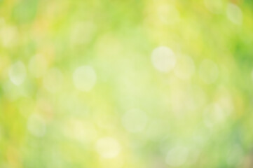 Defocus light green natural. Bokeh blurred defocus leaves.