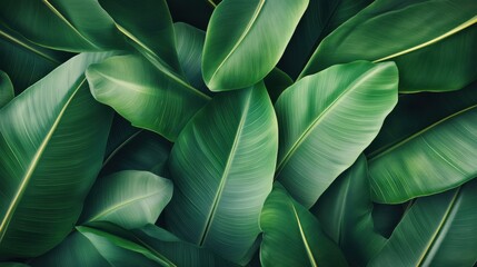 Tropical green leaves background with lush foliage and vibrant colors, colors, exotic