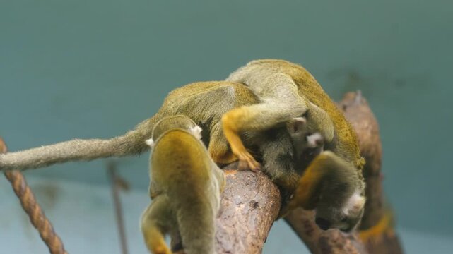 playful little monkeys common squirrel monkey in the enclosure at the zoo hanging and jumping, monkeys marmosets at the zoo playing