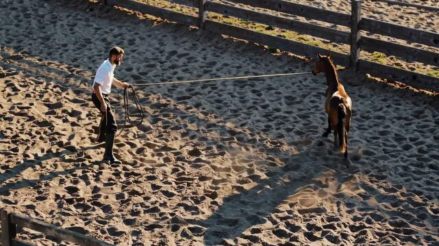 Training a young horse in a sandy arena on a sunny afternoon for better handling and communication