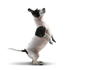 Jack Russell Terrier Standing on Hind Legs