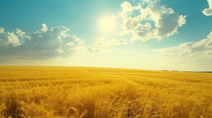 Obraz premium Sun - Drenched Splendor: Unraveling the Allure of a Golden Wheat Field's Enchanting Landscape