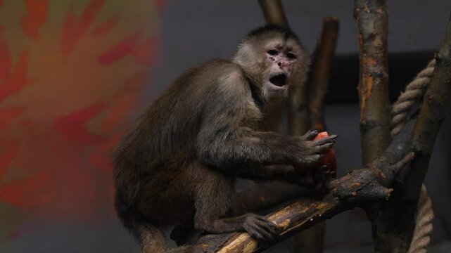 funny capuchin monkey crybaby in the zoo on a tree eats, monkey in the zoo