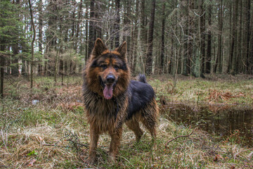 german shepherd dog in nature