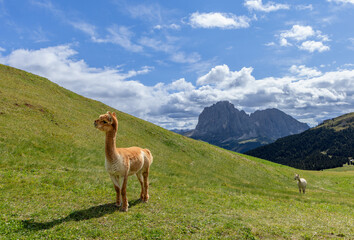 A brown alpaca stands on a grassy slope under a clear sky in Seiser Alm, Dolomites, Italy, with the iconic Sassolungo mountain and rolling hills in the background