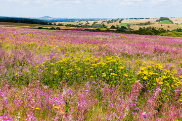 Obraz premium Schmalblättriges Weidenröschen (Epilobium angustifolium) und Gemeiner Rainfarn (Tanacetum vulgare) auf dem Erzgebirgskamm 