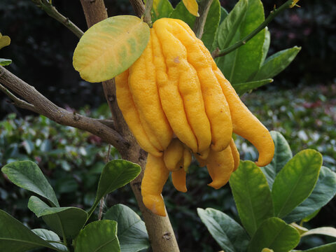 Planting Buddha's Hand fruit or Fingered Citron tree in Japan.