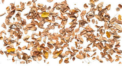 Dried leaves with intricate veins and curled edges is isolated on a white background with clipping paths. This image represents the cycle of nature, autumn and change.