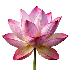 Obraz premium Pink lotus flower blossom isolated on detailed petals nature photography on transparent background