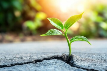 Green Young Plant Growing Through Cracks in Concrete with Sunlight in the Background