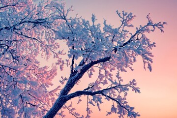 Silhouette of tree against vibrant evening sky.