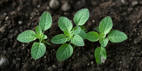 Young seedlings growing in fertile soil, new life in the garden
