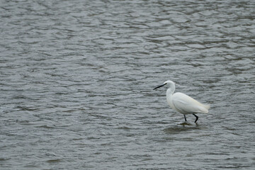 Garceta común, Egretta garzetta fishing