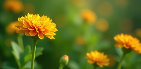 Lollipop-shaped stems with clusters of bright orange-yellow flowers, lollipop, yellow