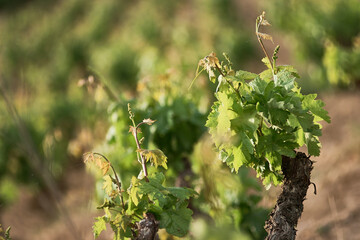 Green vines in the field, La Rioja, Spain