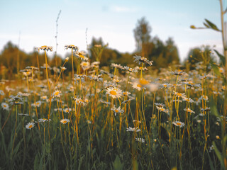 Obraz premium A beautiful field of daisies at sunset in summer in the countryside.
