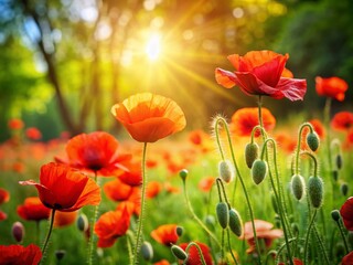 Fototapeta premium Vibrant Red Poppies Blooming in Summer Garden - Copy Space