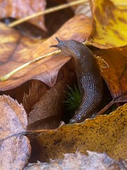 slug on leaves