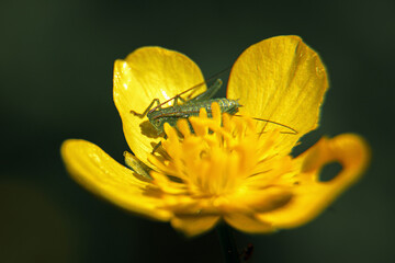 Closeup of a green grasshopper ( Tettigonia viridissima ) sitting on a buttercup flower  ( Ranunculus repens )