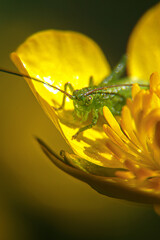 Closeup of a green grasshopper ( Tettigonia viridissima ) sitting on a buttercup flower  ( Ranunculus repens )
