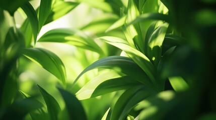 Obraz premium Lush green leaves of a tropical plant in natural light, creating a vibrant and fresh background