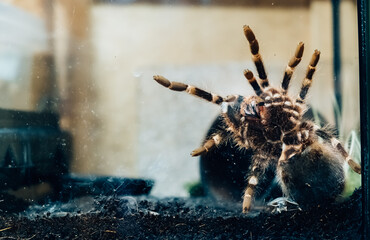 Big spider in a terrarium close-up. Acanthoscurria geniculata. Phobia concept. Toxic poison. Brazilian large size tropical animals. Blaptica dubia. High quality