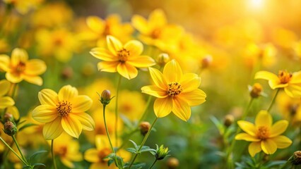 Obraz premium Vibrant yellow flowers of Bidens Ferulifolia bloom in a lush meadow on a warm summer day