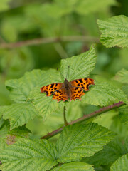 Comma Butterfly Basking on Bramble