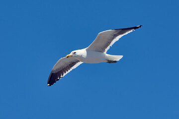 seagull in flight