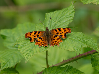 Comma Butterfly Basking on Bramble