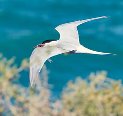 Fototapeta premium seagull in flight