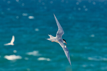 seagull in flight