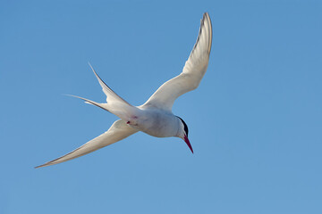 seagull flying in the sky