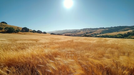 Sun - Drenched Splendor: Unraveling the Allure of a Golden Wheat Field's Enchanting Landscape