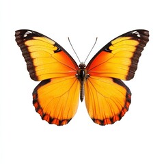 Elegant butterfly with colorful spring wings in shades of yellow and orange isolated on white background 